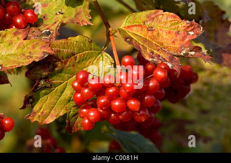 Gemeiner Schneeball, Beeren,Viburnum opulus, Common Snowball, Berries, Baden-Wuerttemberg, Deutschland, Germany Stock Photo