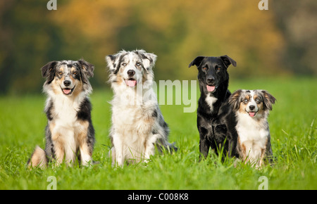 Domestic dog. Three Australian Shepherds and a mixed-breed dog sitting on a meadow Stock Photo