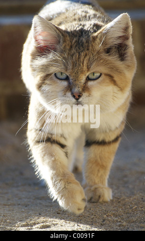 Male Arabian sand cat walking towards camera Stock Photo