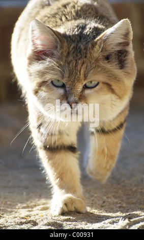 Male Arabian sand cat walking towards camera Stock Photo