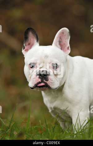 French Bulldog on meadow Stock Photo