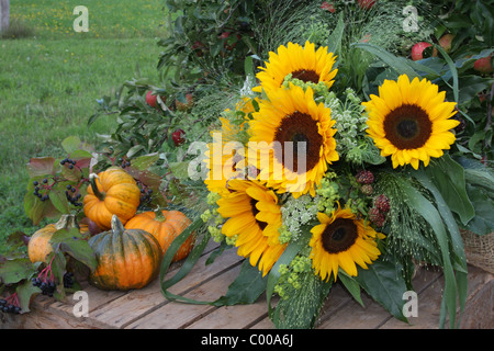 Herbstliches Stilleben, Sonnenblumen, Kuerbisse, Autumn harvest, Sunflower, Pumpins Stock Photo