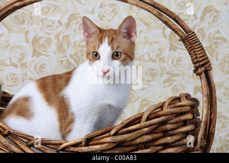 Hauskatze, Fellfarbe dunkelrot-weiss, im Korb, Felis silvestris forma catus, Domestic-cat, red-white, basket Stock Photo