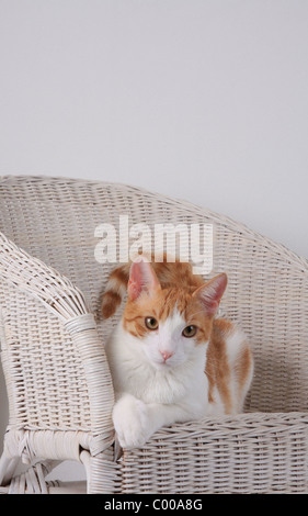 Hauskatze, dunkelrot-weiss, im Korbsessel, Felis silvestris forma catus, Domestic-cat, red-white, basket chair Stock Photo