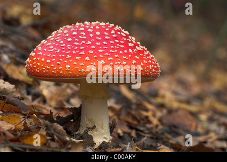 Fliegenpilz, Amanita muscaria var. muscaria, Fly agaric, Fruchkoerper wachsen aus Schutt, Berghalde, Fruiting body, crow, talus Stock Photo