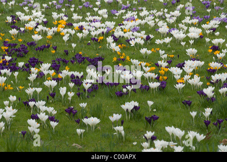 Krokusse, Crocus sativus, Crocus