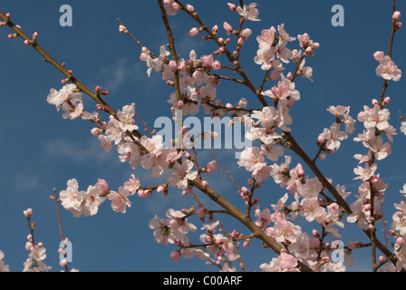 Mandelbaum, Bluete, Prunus dulcis, Almond tree, Blossom Stock Photo