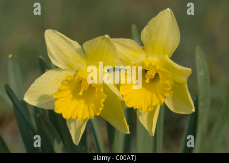 Wilde Narzisse, Narcissus pseudonarcissus, Wild daffodil  Stock Photo