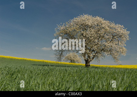 Bluehender Kirschbaum, Getreidefeld, Cherry-blossom Tree, Grain field Stock Photo