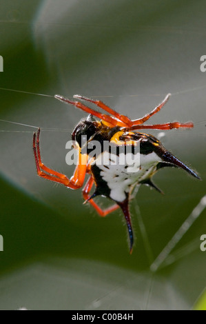 Spinne im Netz, Spider in web, Sulawesi, Indonesien, Indonesia Stock Photo
