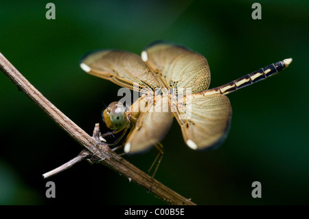 Libelle, Odonata, Dragonfly, Sulawesi, Indonesien, Indonesia