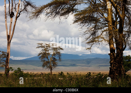Inside Ngorongoro Conservation Area, Tanzania, Africa