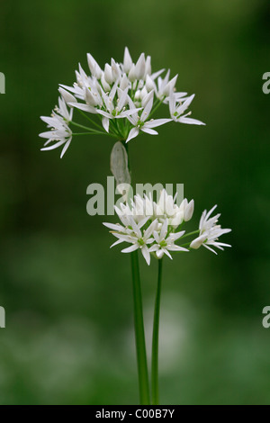 Baerlauch, Allium ursinum, Ramsons Stock Photo