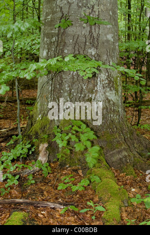bavarian forest national park Stock Photo