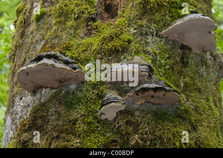 Baumpilze an eine abgestorbenen Bergfichte, Urwaldgebiet Mittelsteighuette, Nationalpark Bayerischer Wald, Deutschland, Germany Stock Photo