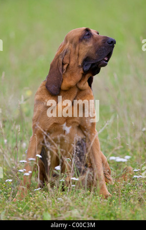 Bloodhound dog - sitting on meadow Stock Photo