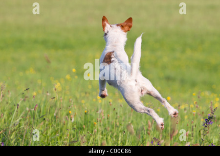 Jack Russell Terrier dog - jumping Stock Photo