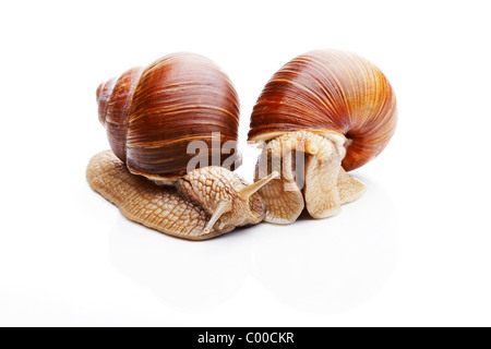 two Burgundy snails - cut out /  Helix pomatia Stock Photo