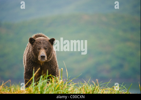 A coastal brown bear (grizzly bear) approaches over a ridge in Katmai National Park, Alaska