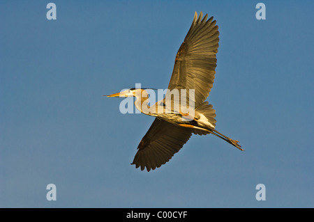 A Great Blue Heron soars against a plain blue sky, gathering nesting materials near a rookery in Michigan, USA Stock Photo