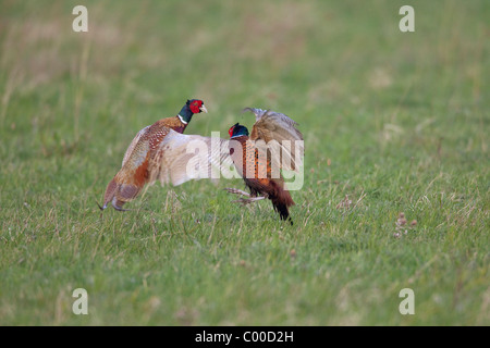 Common Pheasant - two males - fighting / Phasianus colchicus Stock Photo