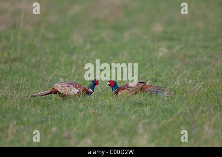 Common Pheasant - two males - fighting / Phasianus colchicus Stock Photo