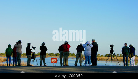 Bird watchers, early morning, St. Marks National Wildlife Refuge, Florida Stock Photo