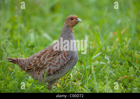 Grey Partridge - standing on meadow / Perdix perdix Stock Photo