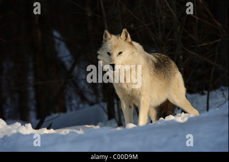 A white alpha male grey wolf watches over his pack in winter snow cover at this wolf preserve in Canada. Stock Photo