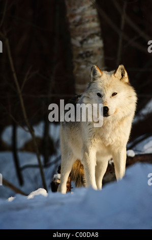 A spiritual white wolf overlooks a snow covered ridge, looking out upon his pack of other wolves. Stock Photo