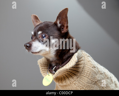 Studio photos of a dark brown Chihuahua dog in a light brown sweater Stock Photo