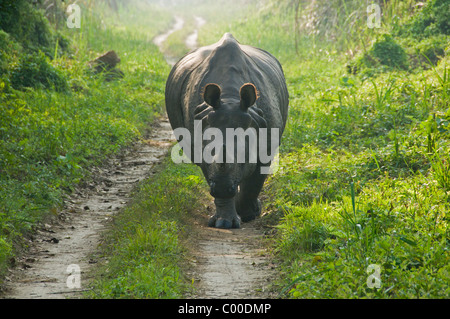 One Horned Asian rhinoceros in Chitwan National Park, Nepal Stock Photo