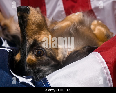 Black and Tan long haired Dachshund laying on an American Flag Stock Photo