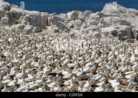 Gannet colony, Lamberts Bay, South Africa Stock Photo