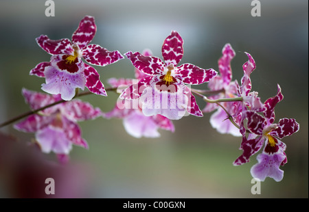 Tiger Orchids - Odontoglossum Stock Photo