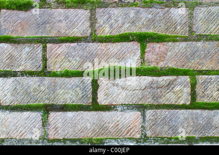 Moss growing on bricks Stock Photo