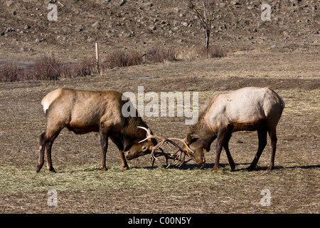 Rocky Mountain Elk spar in a field at Oak Creek Wildlife Refuge near Naches, Washington. Stock Photo