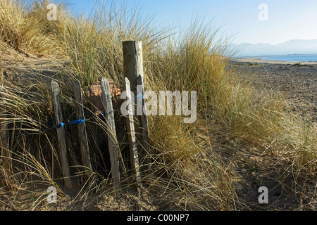 Beach and sand dunes at Newborough Warren, Isle of Anglesey, North Wales Stock Photo