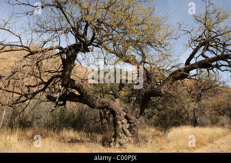 An old mesquite tree in Brown Canyon in the Buenos Aires Wildlife Refuge about 20 miles north of Sasabe, Arizona, USA. Stock Photo