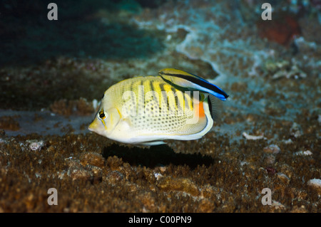 Spot-banded butterflyfish (Chaetodon punctatofasciatus) with a Bluestreak cleaner wrasse (Labroides dimidiatus). Stock Photo