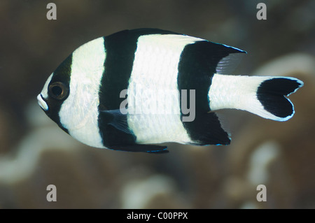 Black-tail dascyllus (Dascyllus melanurus). Misool, Raja Ampat, West Papua, Indonesia. Stock Photo