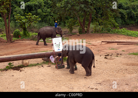 Elephant training camp Chiang Dao at Chiang Mai province, painting Stock Photo