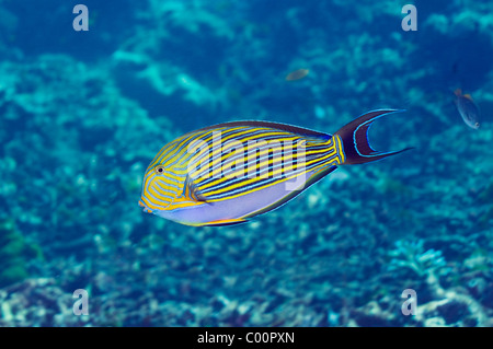Striped surgeonfish (Acanthurus lineatus). Andaman Sea, Thailand. (Digital capture). Stock Photo