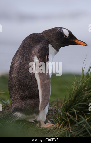 Gentoo Penguin (Pygoscelis papua) portrait of adult bird. South Georgia, South Atlantic Ocean. Stock Photo