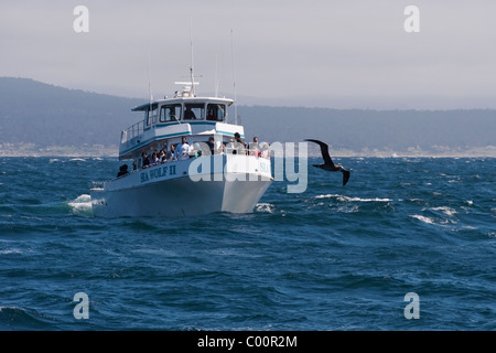 A Black Footed Albatross (Phoebastria nigripes) glides in front of a tourist boat. Monterey, California, Pacific Ocean. Stock Photo