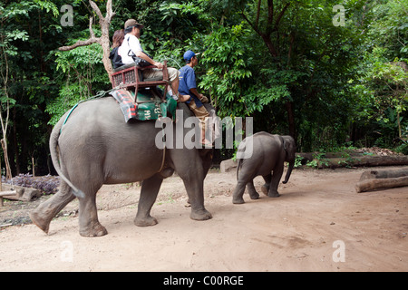 Elephant Training Camp Mae Taeng, Chiang Mai province, Thailand. Riding an elephant in the bush. Stock Photo