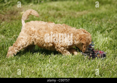 Pudel Welpe / Poodle Puppy Stock Photo