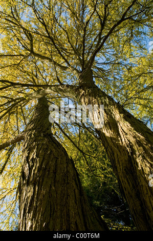 katsura-tree-cercidiphyllum-japonicum-bark-stock-photo-alamy