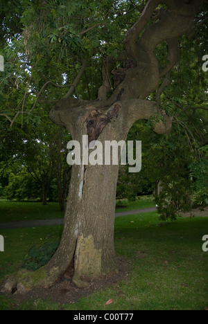 Decaying tree trunk of Fraxinus Excelsior Pendula or Weeping Ash in the Royal Victoria Park, Bath Spa Somerset UK Stock Photo
