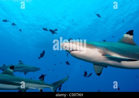 Blacktip reef sharks, Moorea Stock Photo